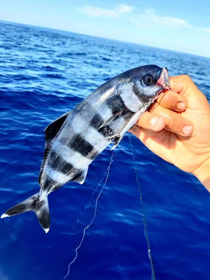 Friends of Mister Fish