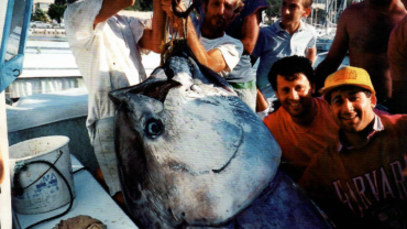 Mister Fish history Josef Camilleri monster tuna catch