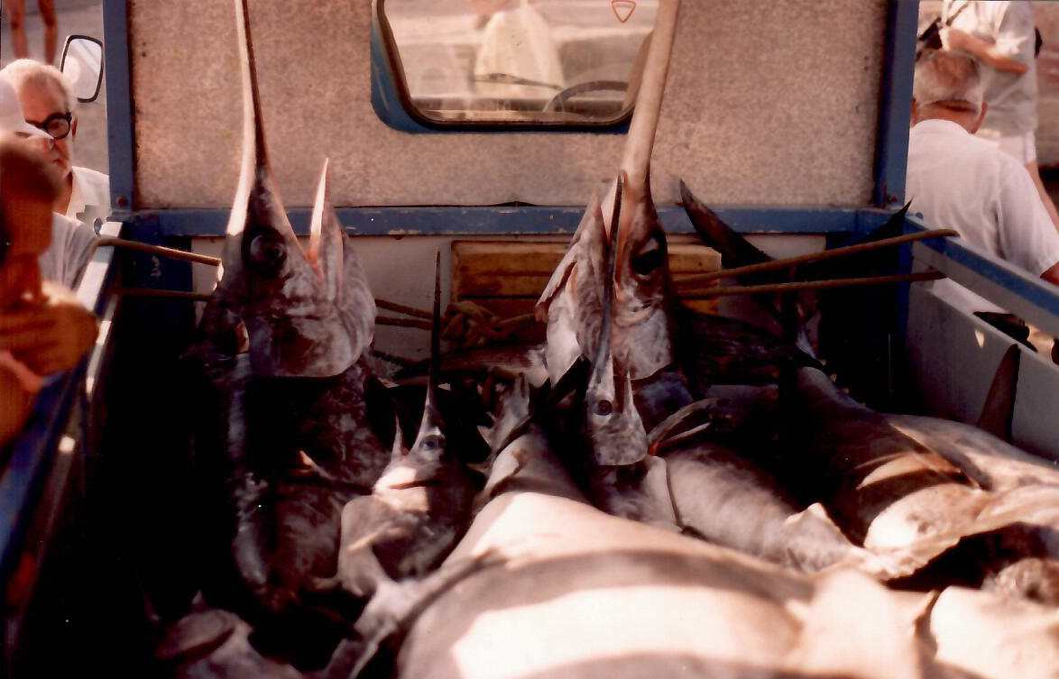 Mister Fish history the 14 swordfish caught together with the monster tuna fish