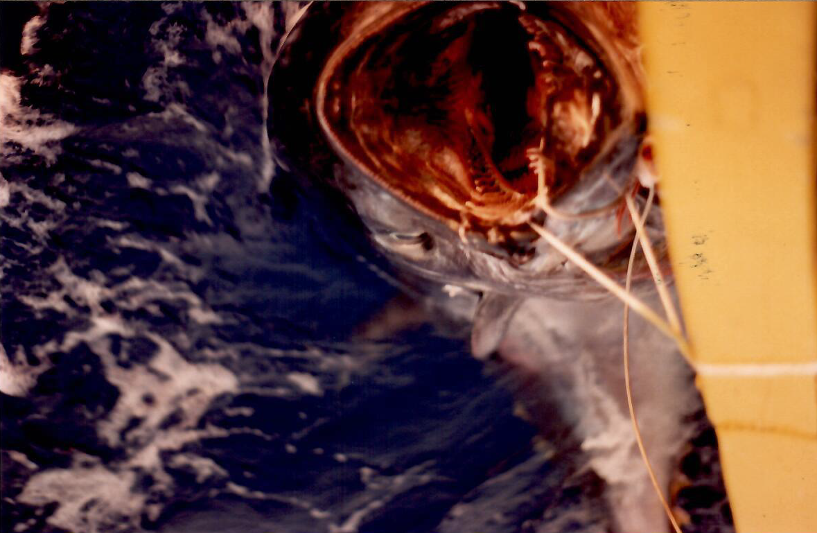 Mister Fish history memories of the monster tuna catch Malta