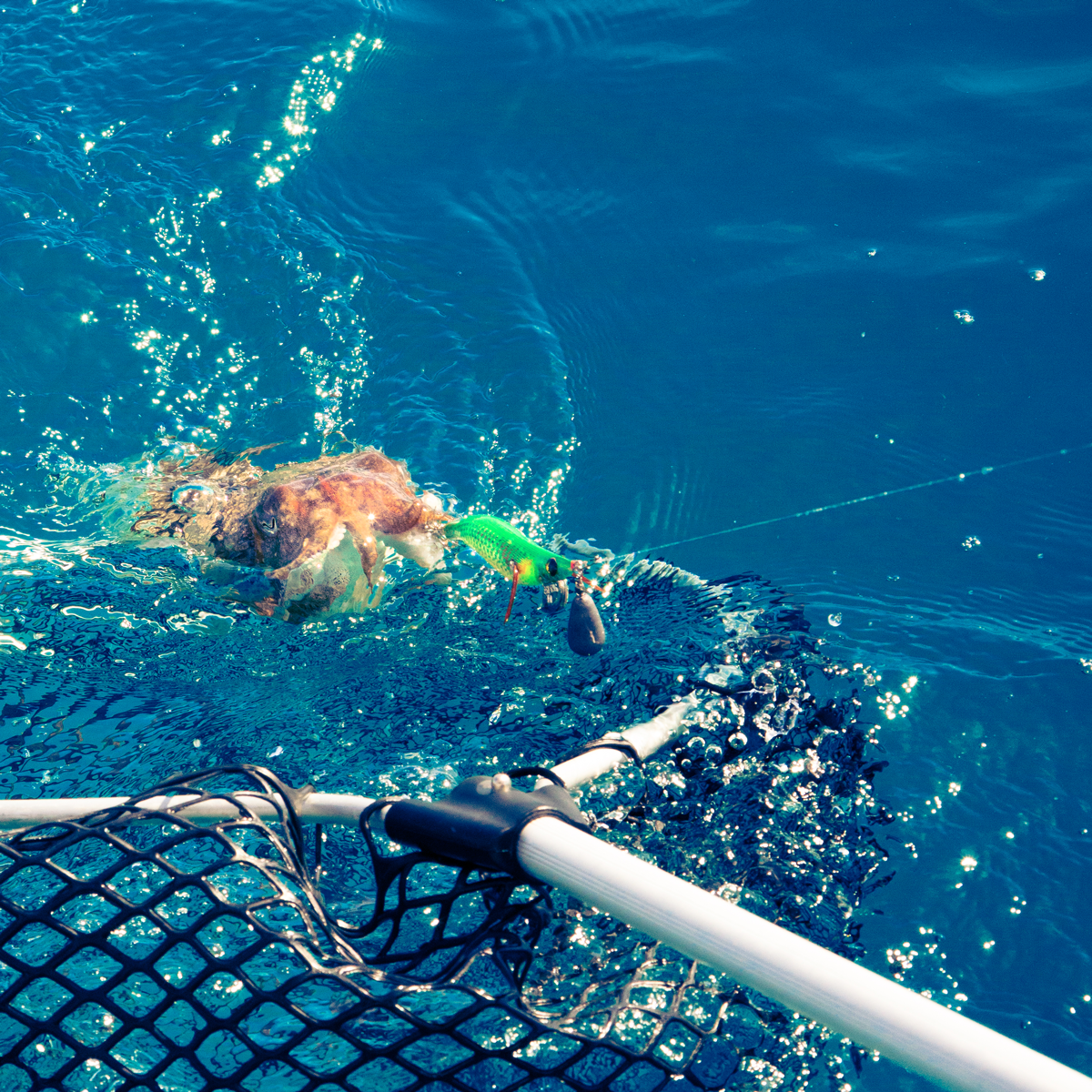 Image sent to us by Scorziello Sasa. Visit Mister Fish in Iklin, Gzira and Fgura for all the fishing tackle you need.