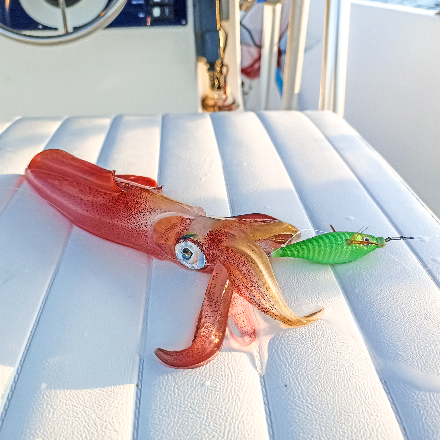 Image sent to us by Scorziello Sasa. Visit Mister Fish in Iklin, Gzira and Fgura for all the fishing tackle you need.