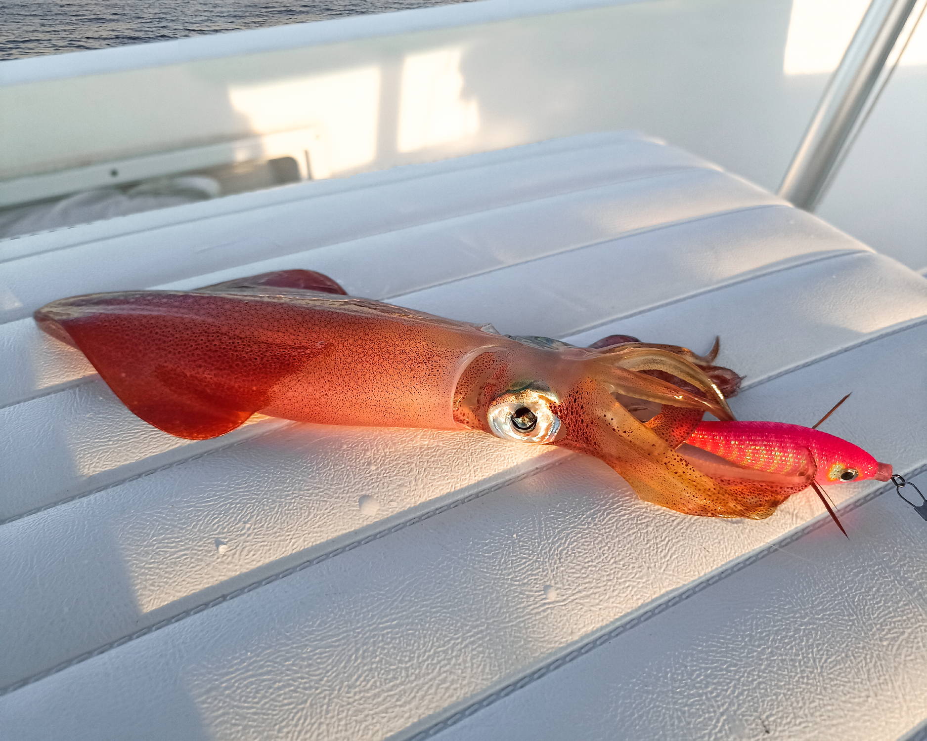 Image sent to us by Scorziello Sasa. Visit Mister Fish in Iklin, Gzira and Fgura for all the fishing tackle you need.