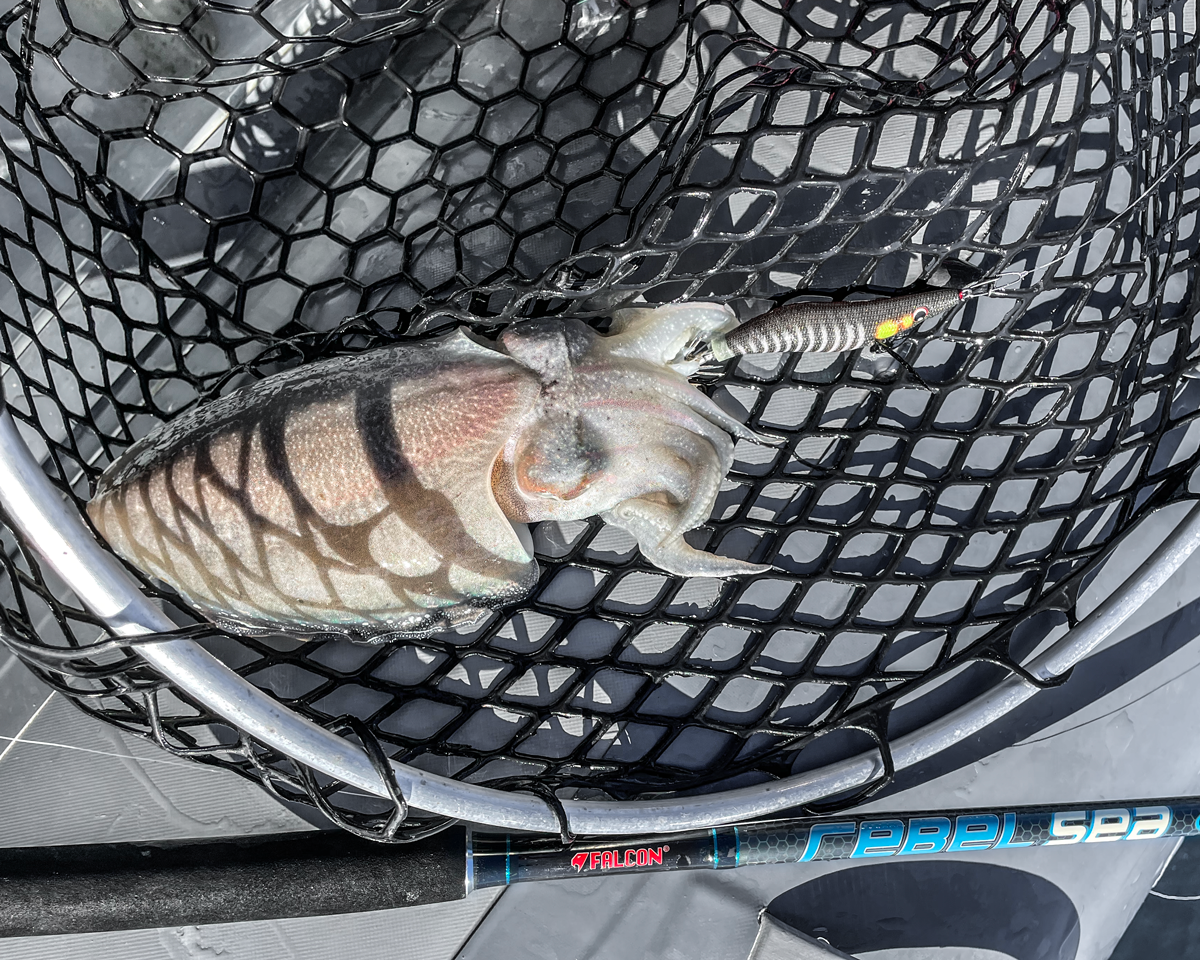 Image sent to us by Scorziello Sasa. Visit Mister Fish in Iklin, Gzira and Fgura for all the fishing tackle you need.