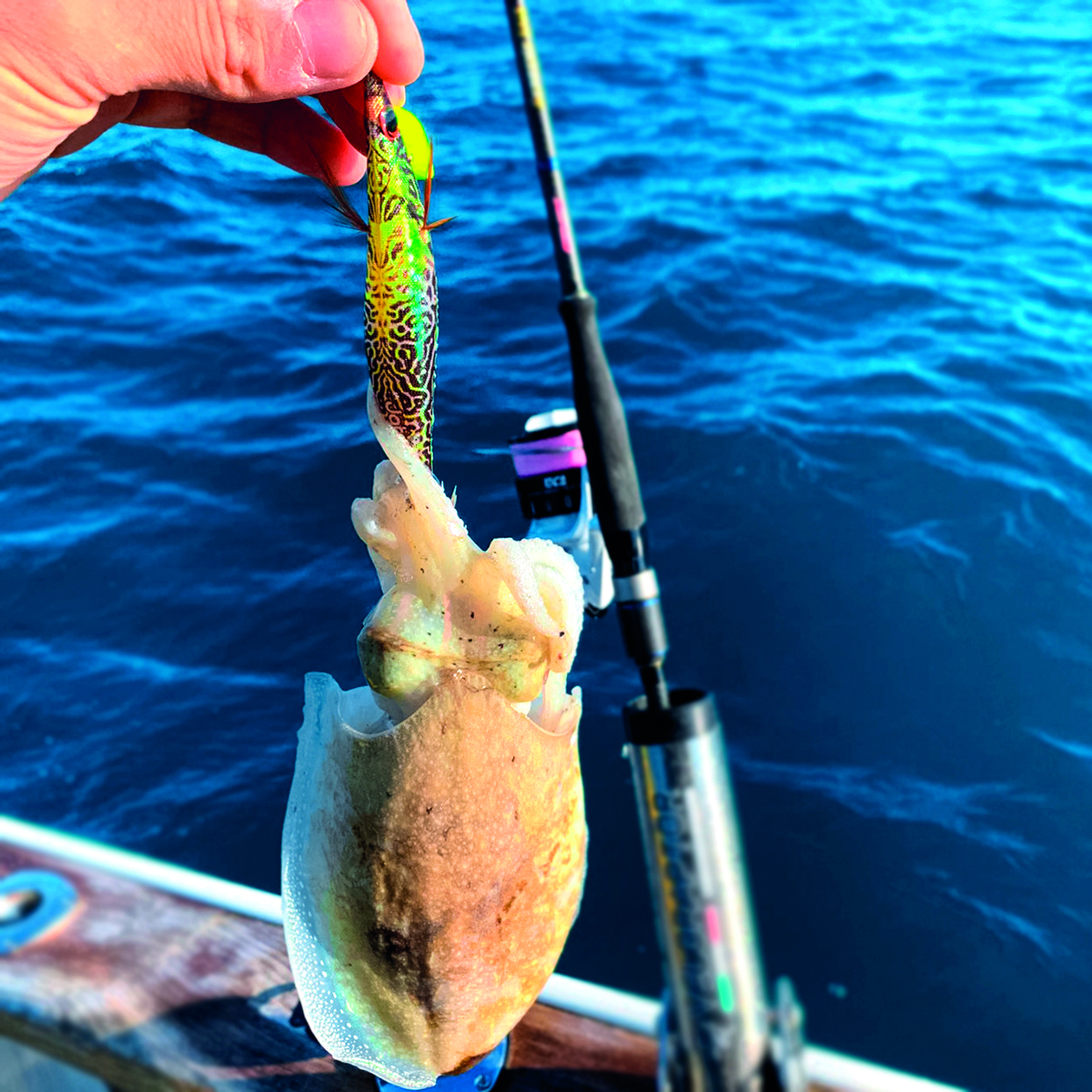 Image sent to us by Scorziello Sasa. Visit Mister Fish in Iklin, Gzira and Fgura for all the fishing tackle you need.