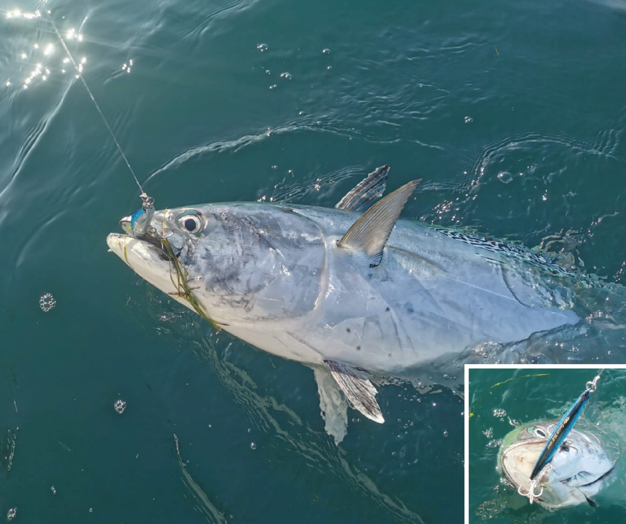 Image sent to us by Blue Springs. Visit Mister Fish in Iklin, Gzira and Fgura for all the fishing tackle you need.