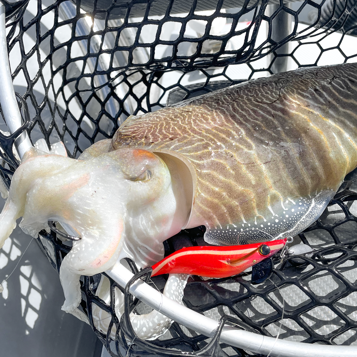 Image sent to us by Scorziello Sasa. Visit Mister Fish in Iklin, Gzira and Fgura for all the fishing tackle you need.