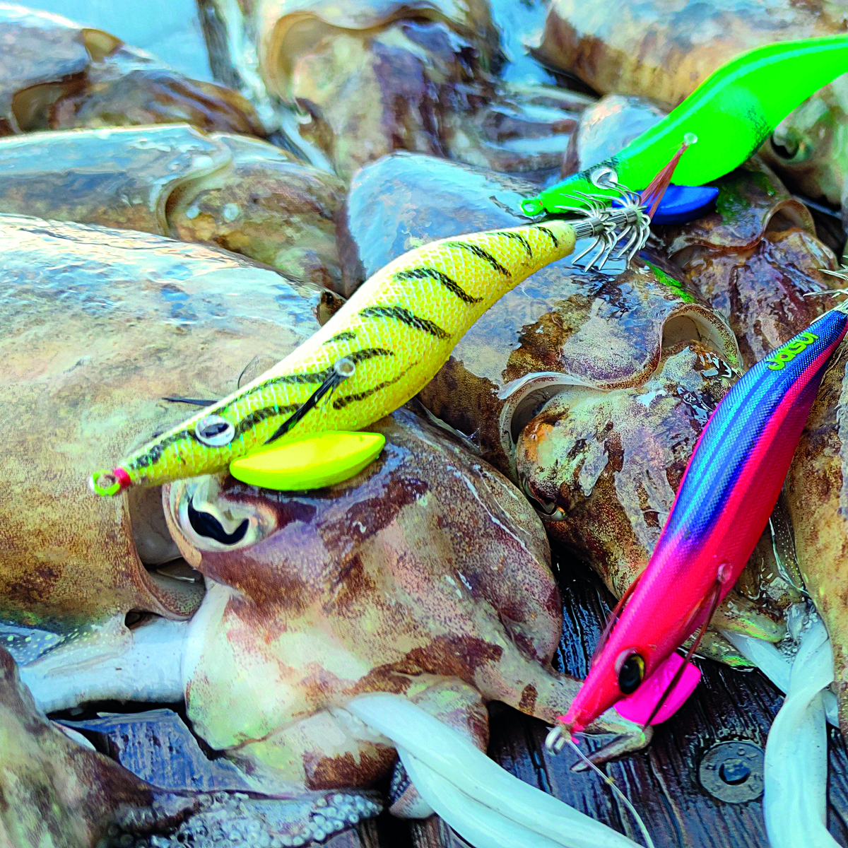 Image sent to us by Scorziello Sasa. Visit Mister Fish in Iklin, Gzira and Fgura for all the fishing tackle you need.