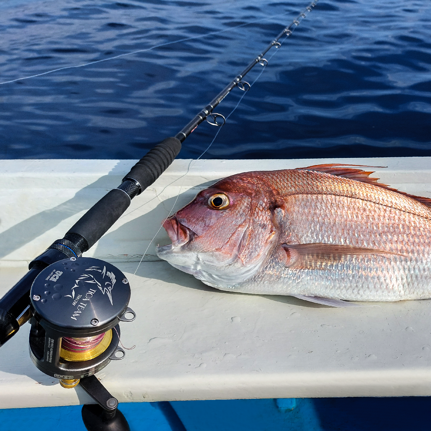 Image sent to us by Scorziello Sasa. Visit Mister Fish in Iklin, Gzira and Fgura for all the fishing tackle you need.