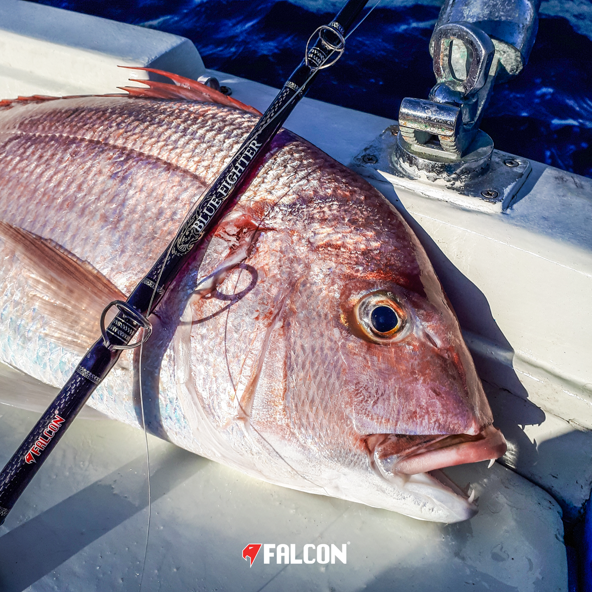 Image sent to us by Scorziello Sasa. Visit Mister Fish in Iklin, Gzira and Fgura for all the fishing tackle you need.